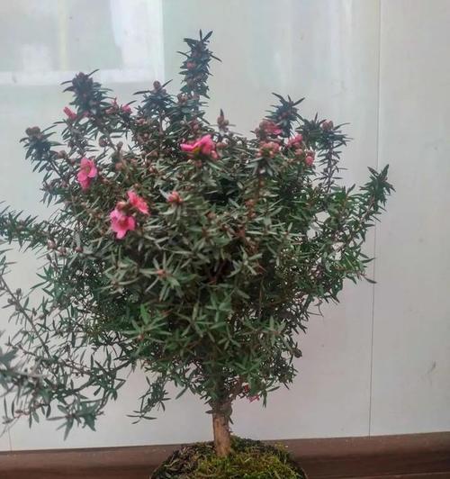 松红梅修剪技巧：打造精致花园