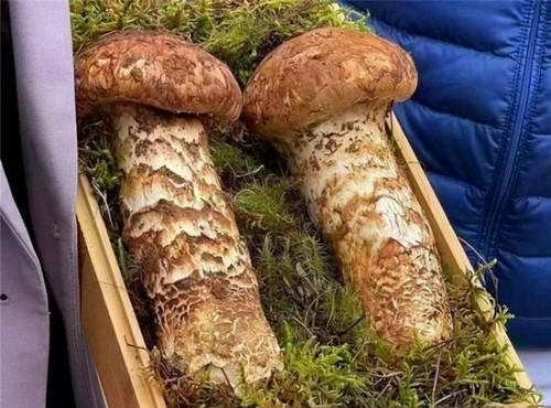 揭秘松茸的生长周期（从种子到成熟）