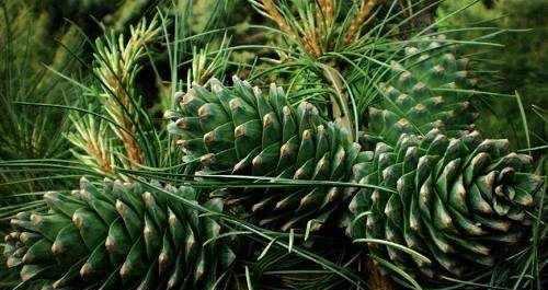 松子种植的适宜条件（探寻松子最适宜的种植环境）