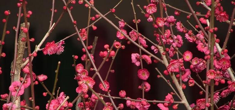 梅花有哪些花语与象征寓意？传承千年的悠远与坚韧