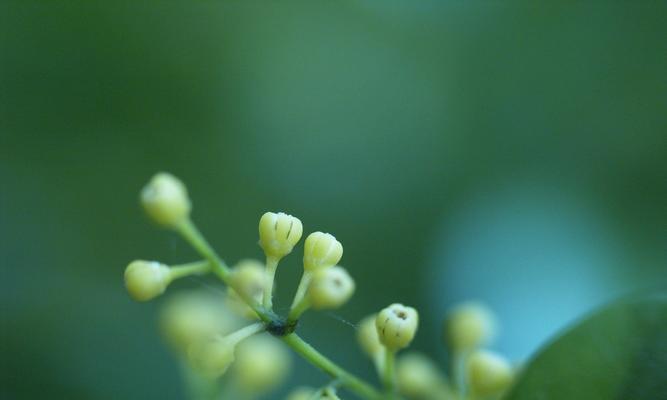 米兰花（探寻米兰花的花语特点及其象征意义）