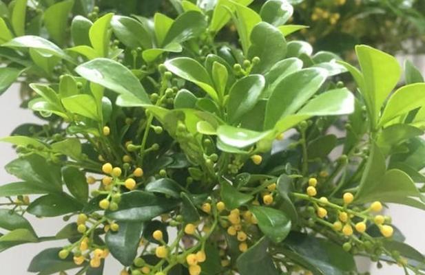 米兰花的象征意义（揭开米兰花的神秘面纱）