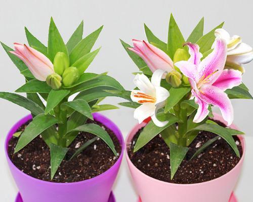 木百合的花语（探寻木百合的花语）