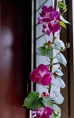 牵牛花的寓意与美（探索牵牛花在文化和自然中的象征与意义）