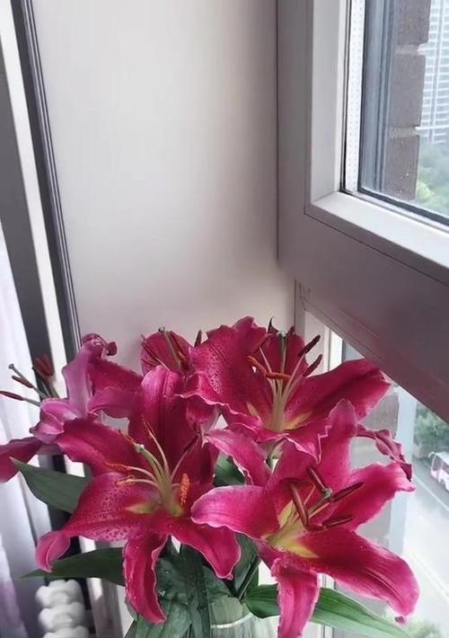 三头百合的寓意与象征意义（百合花中的三头百合是什么意思）