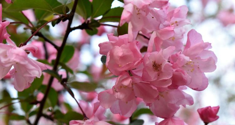 四季海棠花语——揭示生命坚韧的力量（四季海棠）