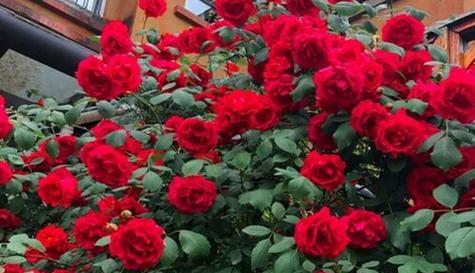 藤本月季花语（探寻藤本月季花语的深刻内涵）