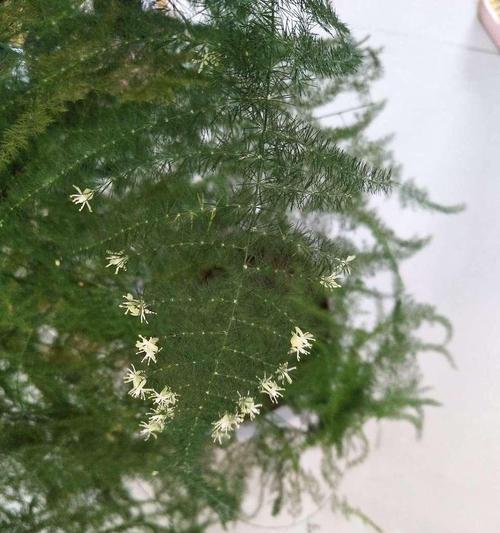文竹（一株文竹）