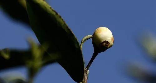 茶叶花土的应用及优势（从茶园到花园）
