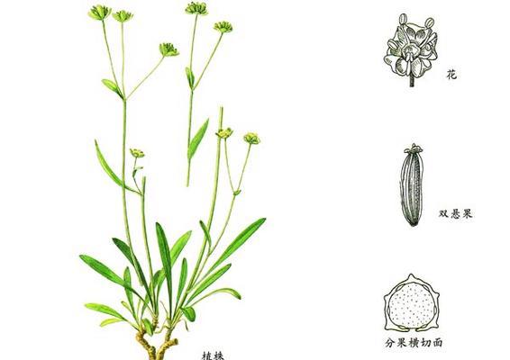 探秘柴胡的生长周期（从种子到成熟）