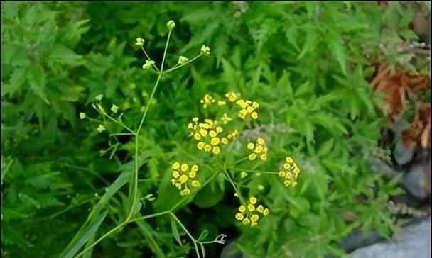 宜用还是忌用（柴胡的药性特点及使用建议）