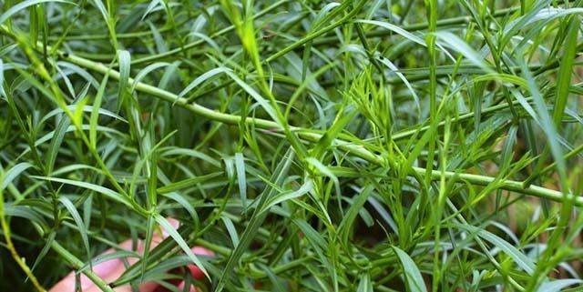 了解柴胡种植条件（让柴胡在适宜的环境中茁壮成长）