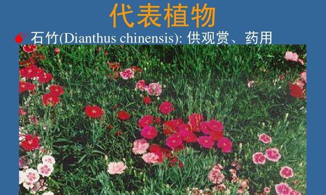 探索高等植物世界（认识常见高等植物及其特点）
