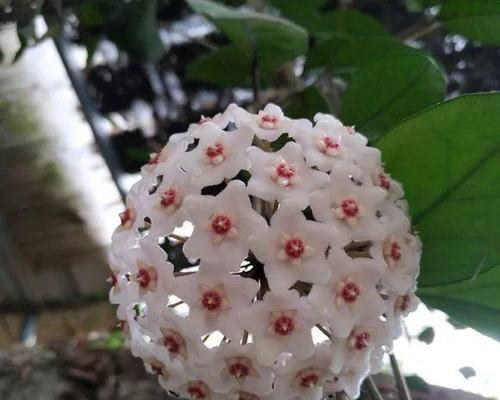 探秘常见奇妙植物（发现植物世界的神奇之处）