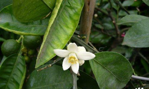 常见芸香科植物一览（从叶形、花色到栽培方法）