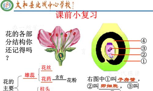 探秘车厘子的生长条件和特性（从种植环境到品质要素）