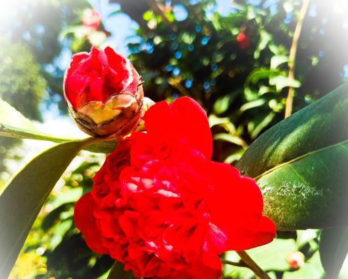 山茶花的花语与意义（探索山茶花的花语）