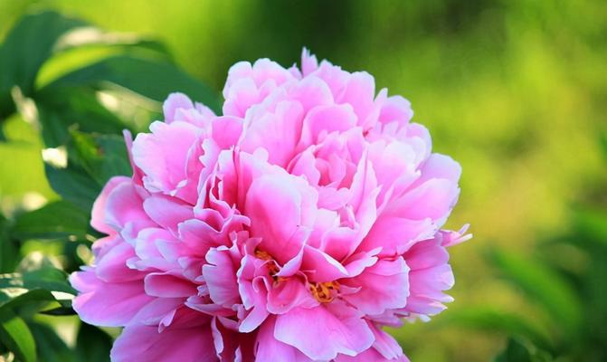 芍药花的花语与象征意义（探秘芍药花的内涵与象征）