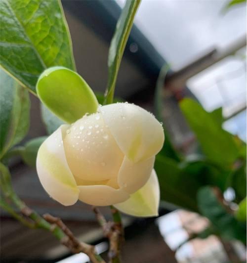 深山含笑，花开芬芳（探寻深山含笑的花语之谜）