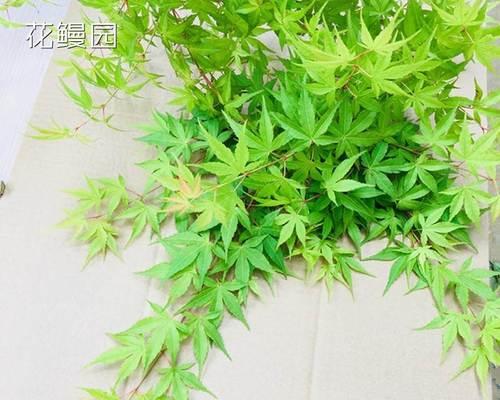秋季红枫换土技巧（红枫树换土时间）
