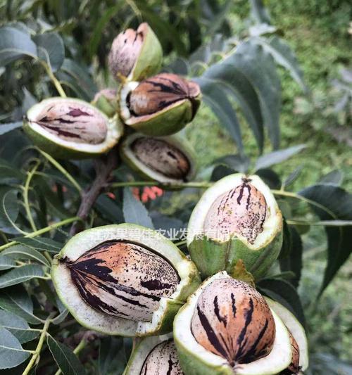 碧根果树几年结果实？碧根果树的结果周期是什么？