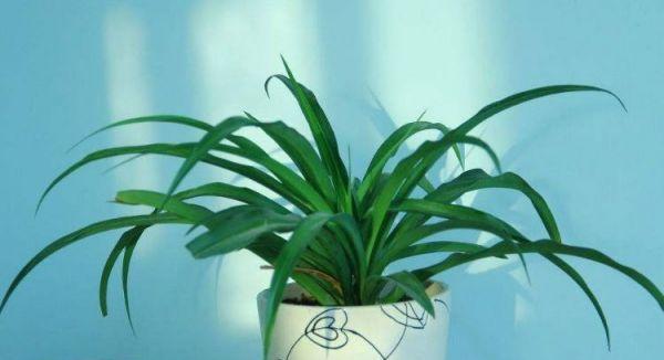 病房适合放什么植物？适合病房摆放的植物有哪些？