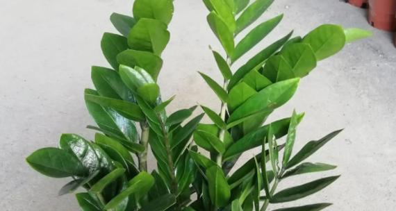 病房适合放什么植物？适合病房摆放的植物有哪些？