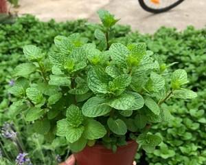 薄荷哪个品种好？薄荷的推荐品种是什么？
