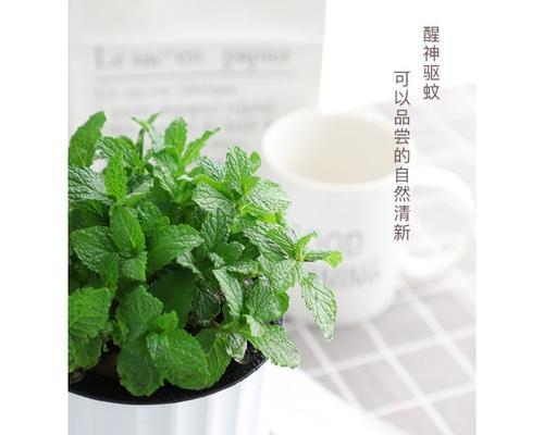 薄荷叶可以水养吗？薄荷叶的水培方法是什么？