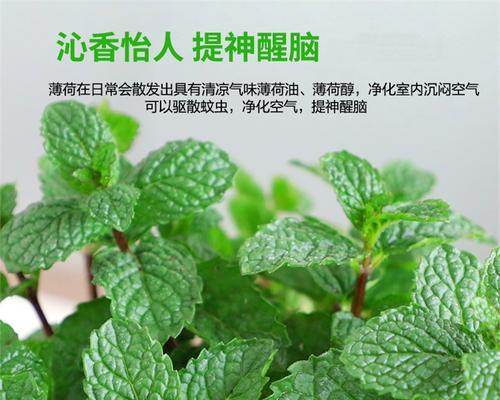 薄荷叶可以水养吗？薄荷叶的水培方法是什么？