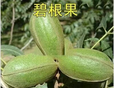 碧根果种植条件与气候要求是什么？碧根果的种植环境要求是什么？