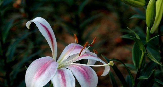 百合花的香味有毒吗？百合花的香味安全性如何？