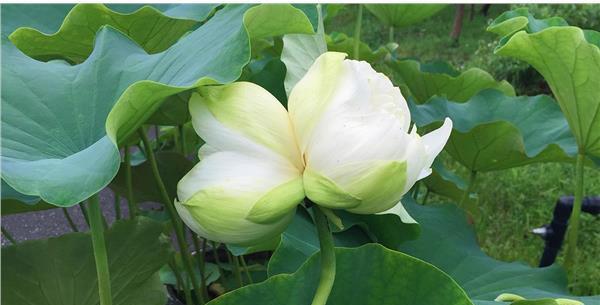 并蒂莲怎么种植？并蒂莲的栽种时间和方法是什么？