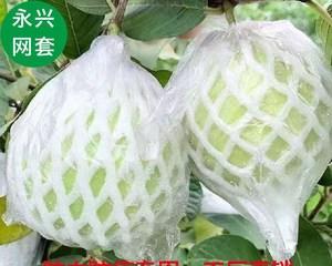 芭乐什么时候套袋最佳？芭乐的套袋时间是什么？
