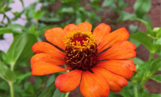 步登高花又叫什么花？步登高花的别名是什么？