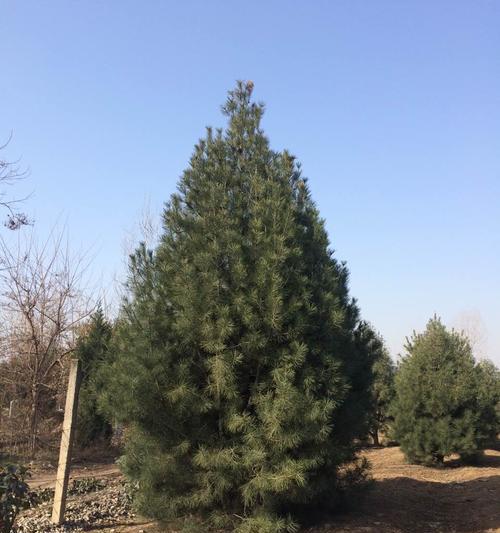 白皮松可以种在院子里吗？白皮松的种植环境要求是什么？