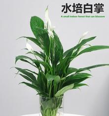 白掌要施什么肥最好？白掌的施肥技巧是什么？