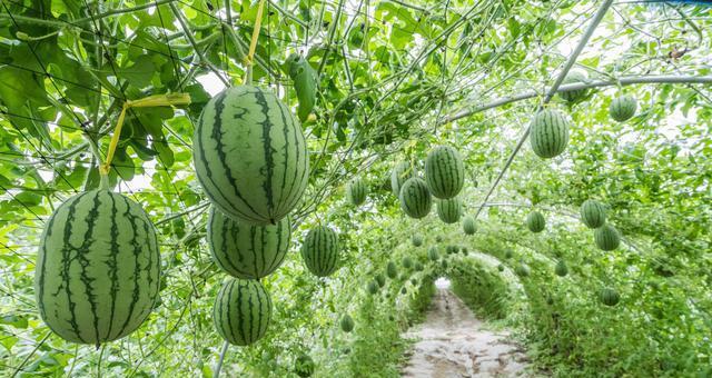 北瓜种植时间和方法是什么？北瓜的种植技巧是什么？