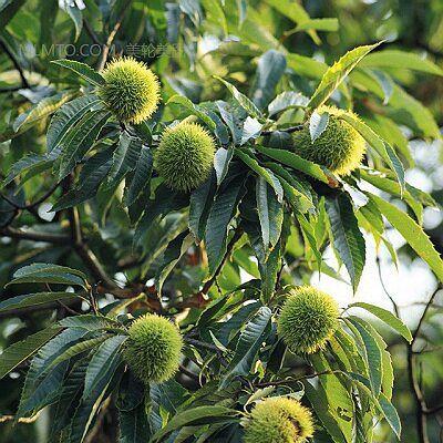 板栗树开花吗？板栗树开花的样子是什么？