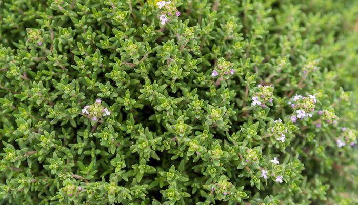 百里香是什么植物？百里香的分类和特点是什么？