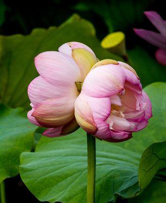 并蒂莲什么时候开花？并蒂莲的花期和开放时间是什么？
