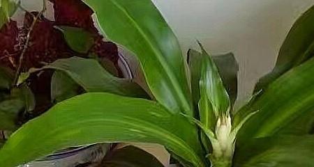 巴西木叶片发黄原因和处理方法是什么？解决巴西木叶片发黄的方法是什么？