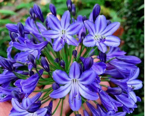 百子莲一年开几次花？百子莲的花期和开花频率是什么？