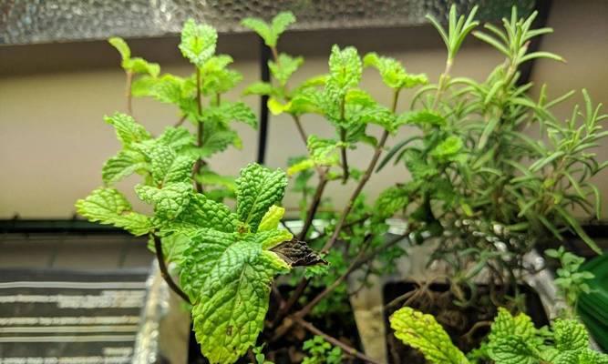 薄荷冬天会死吗？薄荷的冬季耐寒性如何？