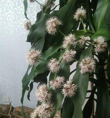 巴西木开花是什么样子？巴西木开花意味着什么？