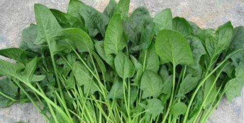 菠菜几天出苗？怎样种植菠菜出苗快？