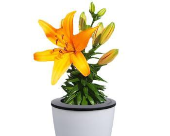 百子莲几月份种植合适？百子莲的最佳种植时间是什么？