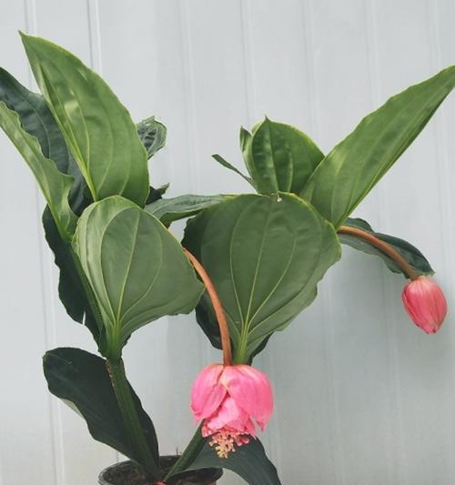 宝莲灯怎么养才开花？宝莲灯的促花技巧是什么？