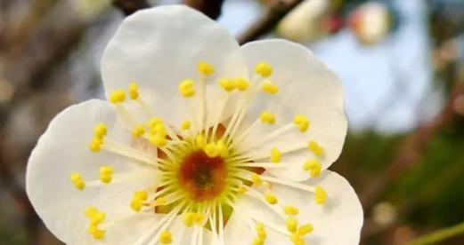 白梅花哪里产的最好？白梅花的最佳产地是哪里？