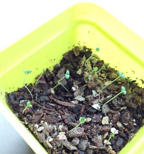 薄荷种子怎么催芽？薄荷种子的催芽方法是什么？